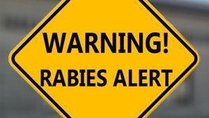 Officials urging caution after person comes into contact with rabid dog in Hall County — Macon Health news